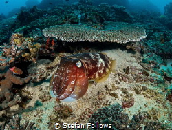 Whoop! Whoop! Whoop!

Reef Cuttlefish - Sepia latimanus... by Stefan Follows 